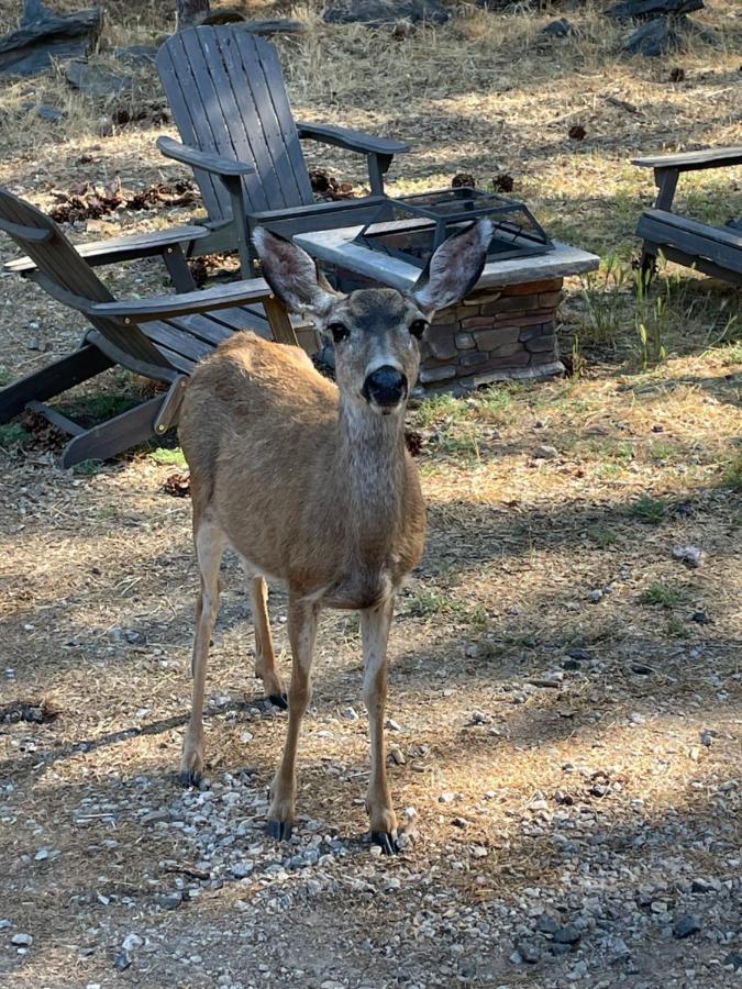 Yosemite Escapes - Pine Mountain Lake Гроувланд Екстериор снимка